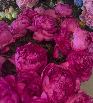 Milé klientky, přeji vám krásnou neděli 🌱🌷🧚🏾 Také milujete pivoňky? #pivonky #kvetiny #garden #flowers #radost #skincare